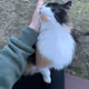 enjoy kitten