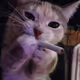 high cat
