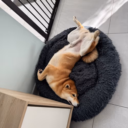 LazyShiba