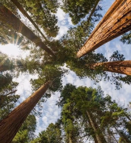 nature