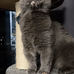 tiger