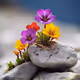 Flowers&stones