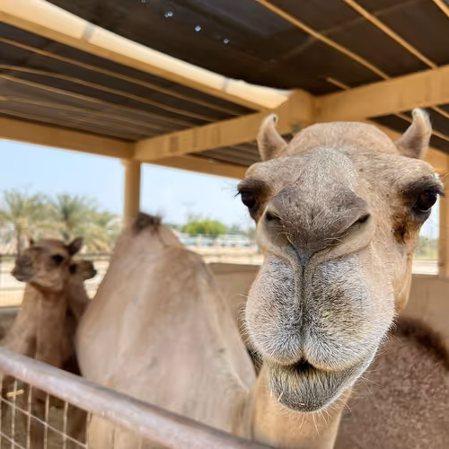 camel