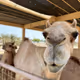 camel