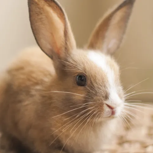 Rabbit moon zora