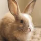 Rabbit moon zora