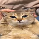 Silly Cats
