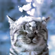 Winter Cat