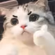 Buraketh Cat