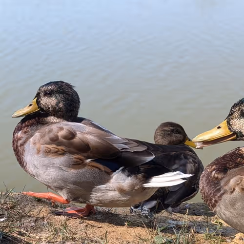 Ducks