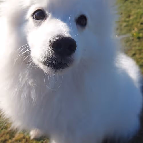 Fluffy White Doggy