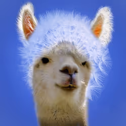 alpaca