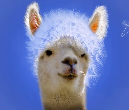 alpaca