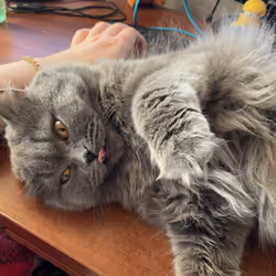 Love cat