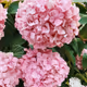 Flowers Collection