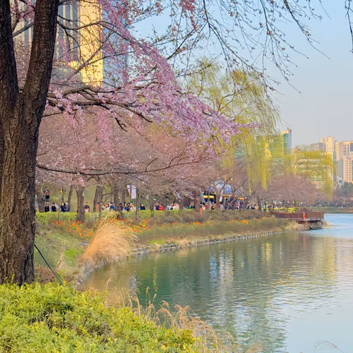 Cherry blossoms