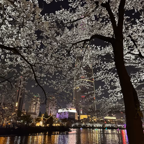 night sakura