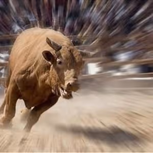 BULLMARKET