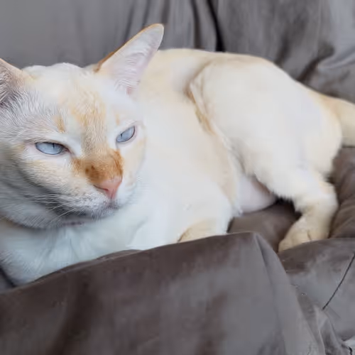 Dreamscat