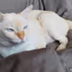 Dreamscat