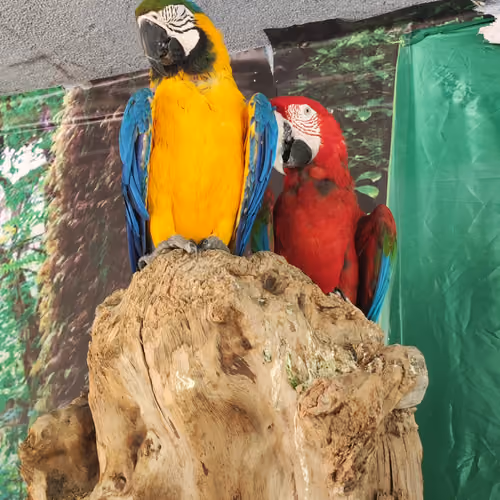 beautiful parrot