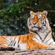 Animal 28