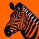 orange_cryptozebra
