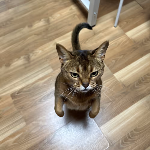 standing my cat