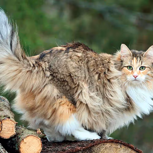 Norwegian cat