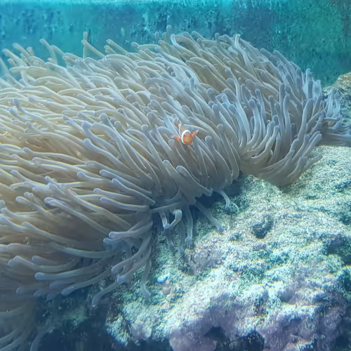Find the clown fish