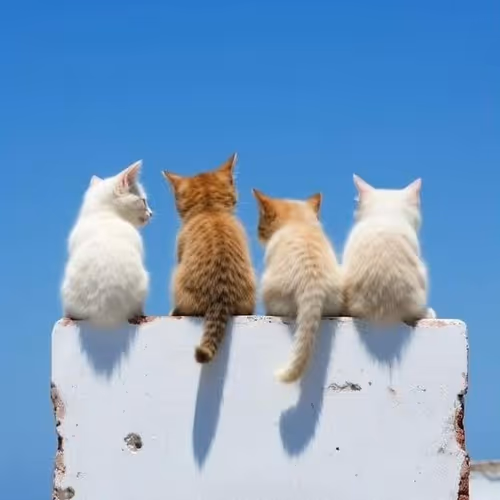 4 cats