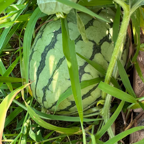 watermelon