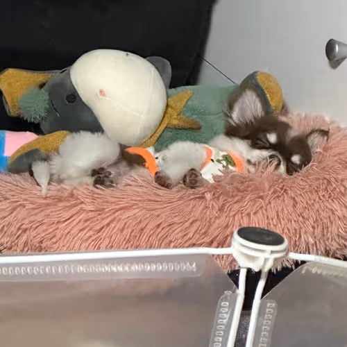Sleeping Chihuahua