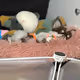 Sleeping Chihuahua