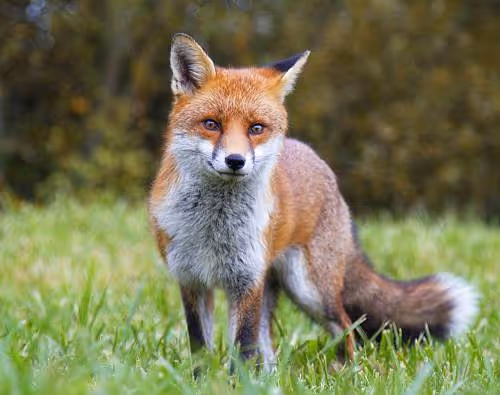 Fox