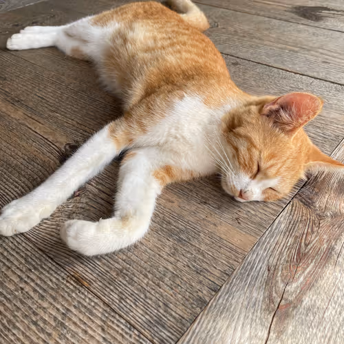 cat enjoy