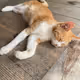 cat enjoy