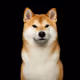 inu