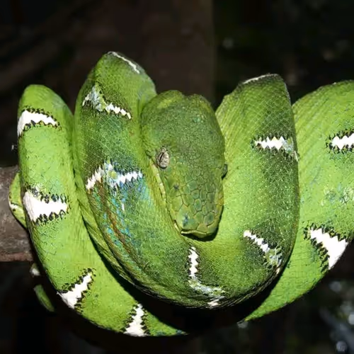 Snakes of the Amazon
