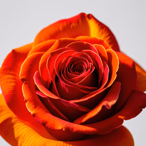 Fiery Beauty