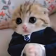 Intern Cat