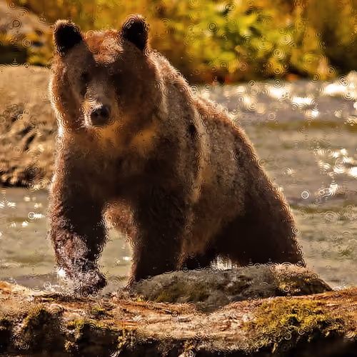 bear