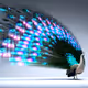 The Peacock