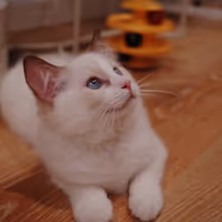 Zora Posts
