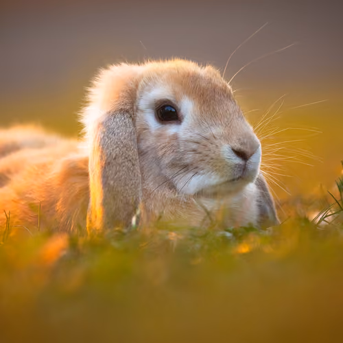 Rabbit