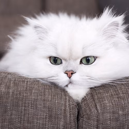 MuW