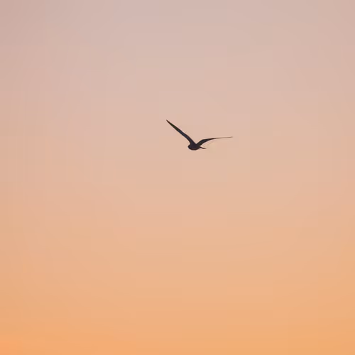 The Lone Bird