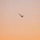 The Lone Bird
