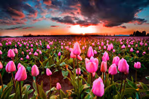 flowerrrs