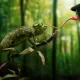 hameleon